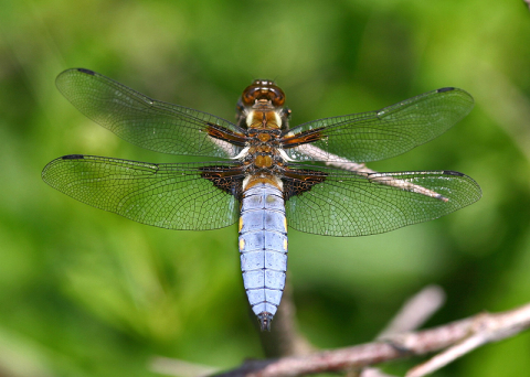 Vážka ploská (Libellula depressa)