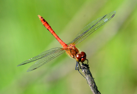 Vážka rudá (Sympetrum sanguineum)