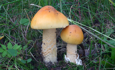 Muchomůrka šafránová (Amanita crocea), foto Jan Kramoliš