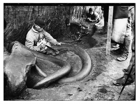 Archeologický terénní technik František Žaloudek čistí mamutí kly nalezené ve Svobodných Dvorech, 1899
