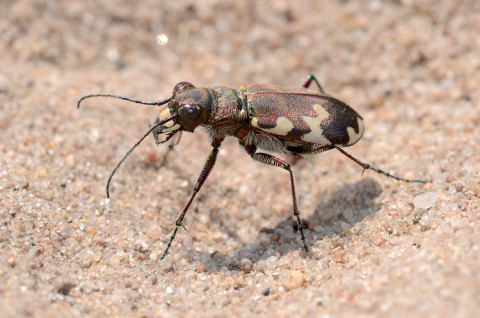 Svižník Cicindela hybrida - typický dravý brouk písčin. Foto B. Mocek, 10. 7. 2013.