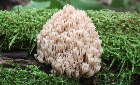 Korunokyjka svícnovitá (Artomyces pyxidatus)