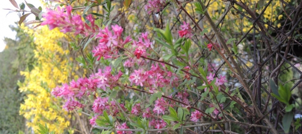 Botanickomykologická exkurze s rezervací