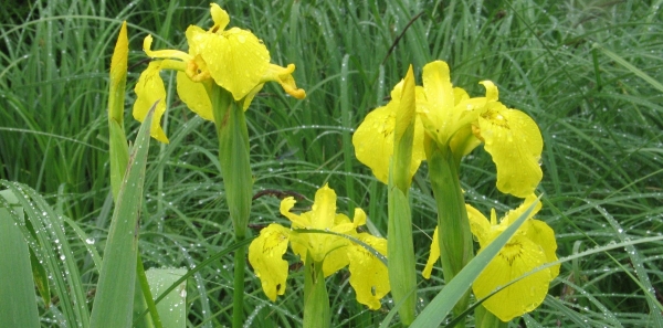 Botanickomykologická exkurze do okolí písníku Borovinka