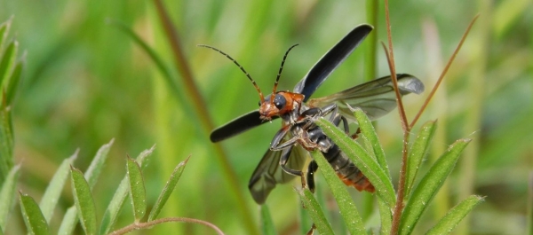 Entomologická exkurze PP Na Plachtě